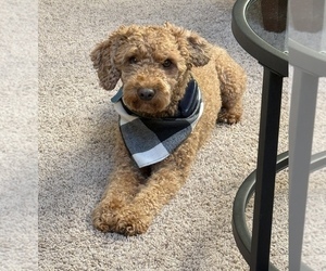 Father of the Aussiedoodle Miniature -Goldendoodle Mix puppies born on 12/19/2025