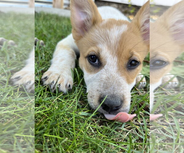 Medium Photo #3 Mutt Puppy For Sale in Sandy, UT, USA
