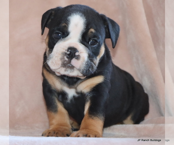 Medium Photo #14 Bulldog Puppy For Sale in WINNSBORO, TX, USA