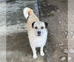 Small Cairn Terrier Mix