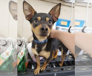 Louie Sep 26 - Male Chipin Dog for Adoption - Photo #4