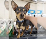 Small Photo #4 Chipin Puppy For Sale in Pacolet, SC, USA