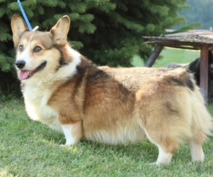Father of the Pembroke Welsh Corgi puppies born on 07/21/2022