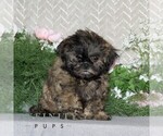 Small #1 Shih Tzu