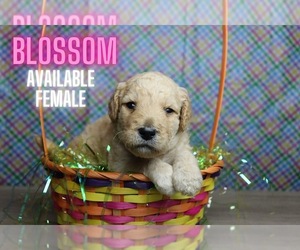 Goldendoodle Puppy for sale in GR, MI, USA