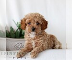 Small #3 Goldendoodle (Miniature)