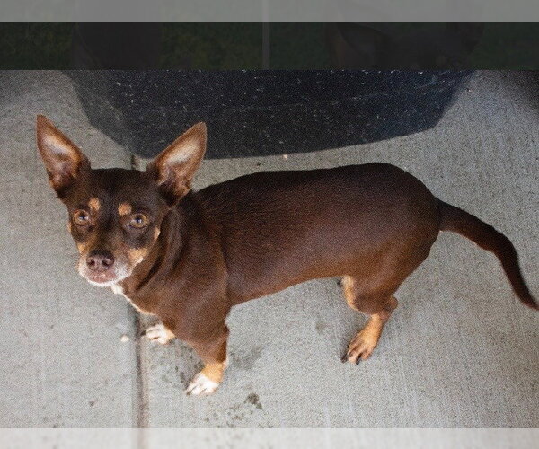 Medium Photo #2 Chihuahua-Unknown Mix Puppy For Sale in Canton, CT, USA
