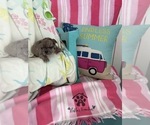 Small #14 French Bulldog