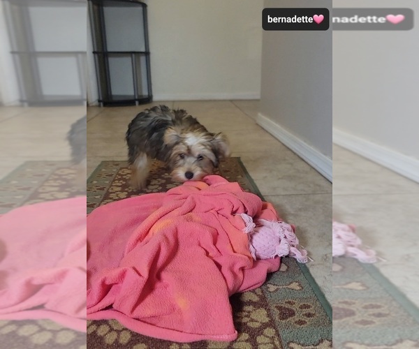 Medium Photo #3 Yorkshire Terrier Puppy For Sale in TUCSON, AZ, USA