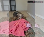 Small #2 Yorkshire Terrier