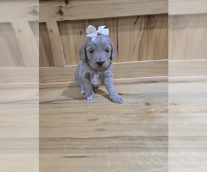 Goldendoodle (Miniature) Puppy for sale in CRAWFORDSVLLE, IA, USA