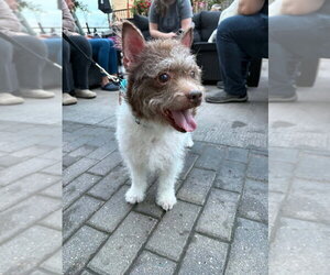 Russell - Male Cairn Terrier-Unknown Mix Dog for Adoption - Photo #2