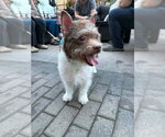 Small Photo #2 Cairn Terrier-Unknown Mix Puppy For Sale in Andover, MN, USA