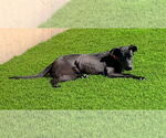 Small #5 Labrador Retriever Mix
