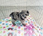 Small #10 Poodle (Miniature)