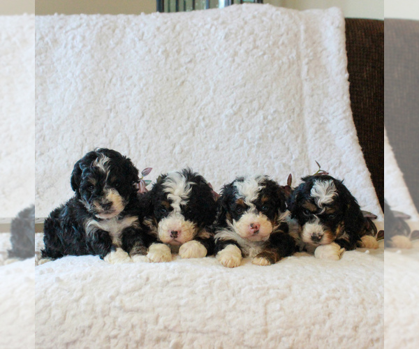 Medium Photo #3 Bernedoodle-Poodle (Miniature) Mix Puppy For Sale in NARVON, PA, USA