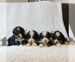 Small Photo #3 Bernedoodle-Poodle (Miniature) Mix Puppy For Sale in NARVON, PA, USA