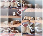 Small Photo #7 American Staffordshire Terrier-Olde English Bulldogge Mix Puppy For Sale in CHARLOTTE, NC, USA