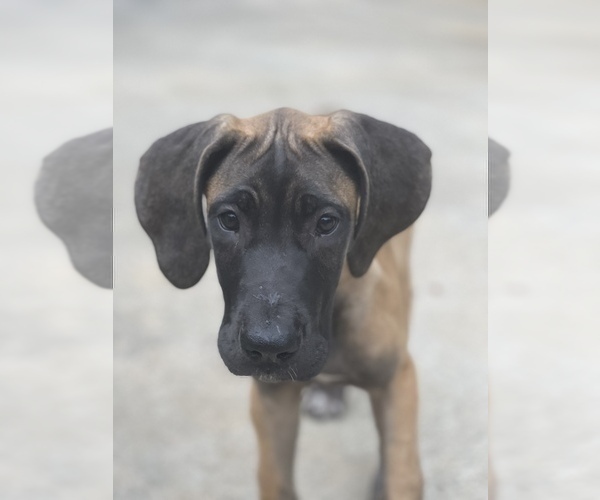 Medium Photo #6 Great Dane Puppy For Sale in PELZER, SC, USA