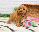 Small #3 Cavapoo (Miniature)