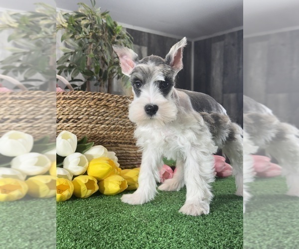 Medium Photo #4 Schnauzer (Miniature) Puppy For Sale in CANOGA, NY, USA
