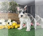 Small #3 Schnauzer (Miniature)
