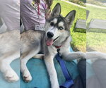 Small Siberian Husky