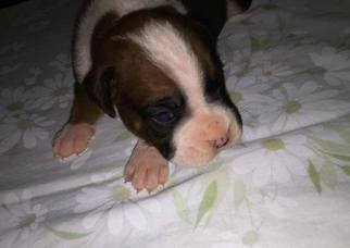 Boxer Puppy for sale in TUSCOLA, IL, USA