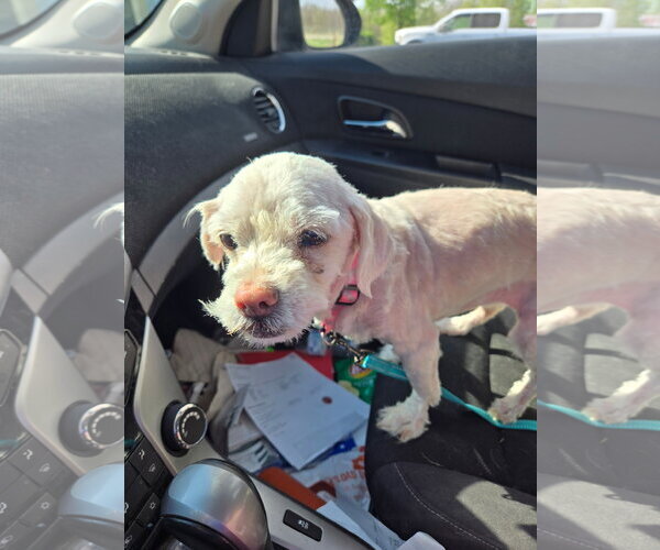Medium Photo #2 Maltese Puppy For Sale in Fort Wayne, IN, USA