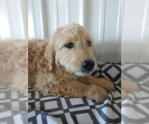 Goldendoodle Puppy for sale in CANON CITY, CO, USA