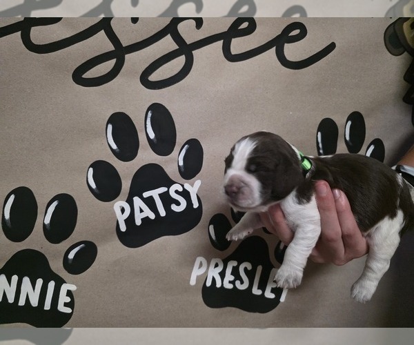 Medium Photo #5 English Springer Spaniel Puppy For Sale in OCOEE, TN, USA