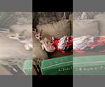 Small #3 Chihuahua-Spaniel Mix
