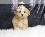 Puppy Dixie F1B Maltipoo