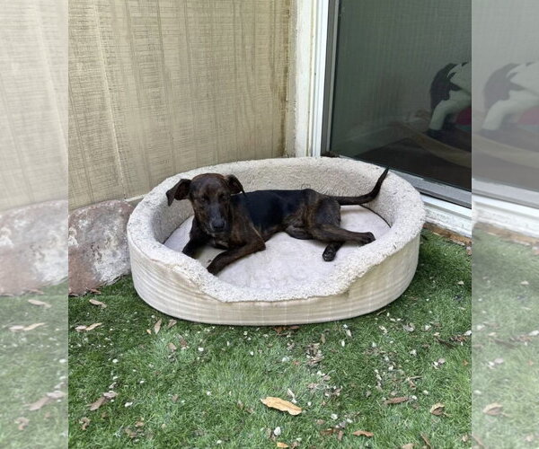 Medium Photo #3 Beagle-Plott Hound Mix Puppy For Sale in Sanford, FL, USA
