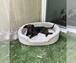 Small #2 Beagle-Plott Hound Mix