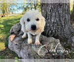 Small Photo #1 Havachon Puppy For Sale in NIANGUA, MO, USA