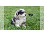 Small Photo #2 Miniature Australian Shepherd Puppy For Sale in CLARE, MI, USA