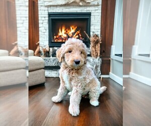 Goldendoodle Puppy for sale in BLAIRSVILLE, GA, USA