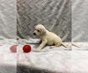 Labrador Retriever Puppy for sale in DICKSON, TN, USA