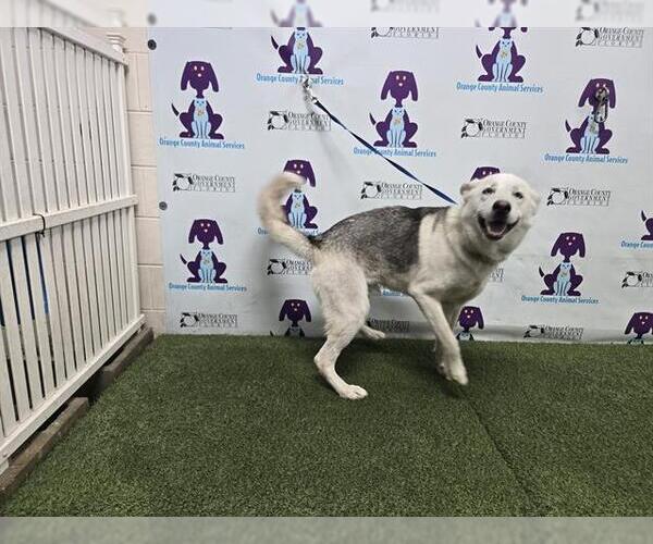 Medium Photo #1 Siberian Husky Puppy For Sale in Orlando, FL, USA