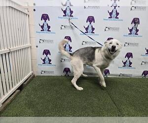 Siberian Husky Dogs for adoption in Orlando, FL, USA