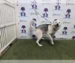 Small Siberian Husky