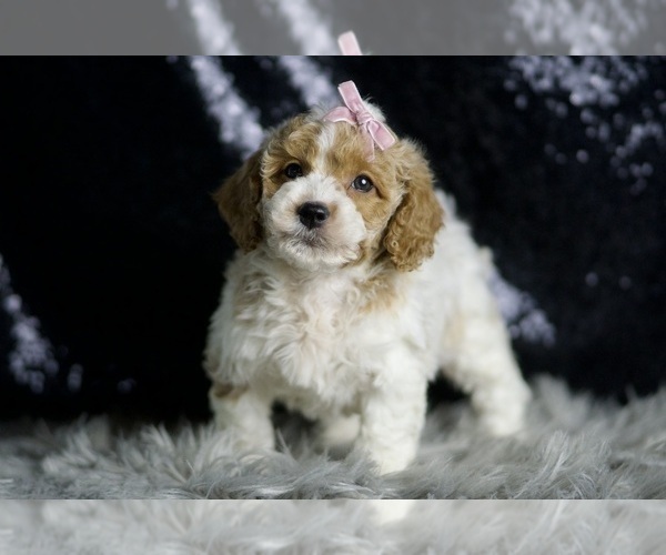 Medium Photo #3 Goldendoodle (Miniature) Puppy For Sale in WARSAW, IN, USA