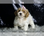 Small Photo #57 Goldendoodle (Miniature) Puppy For Sale in WARSAW, IN, USA