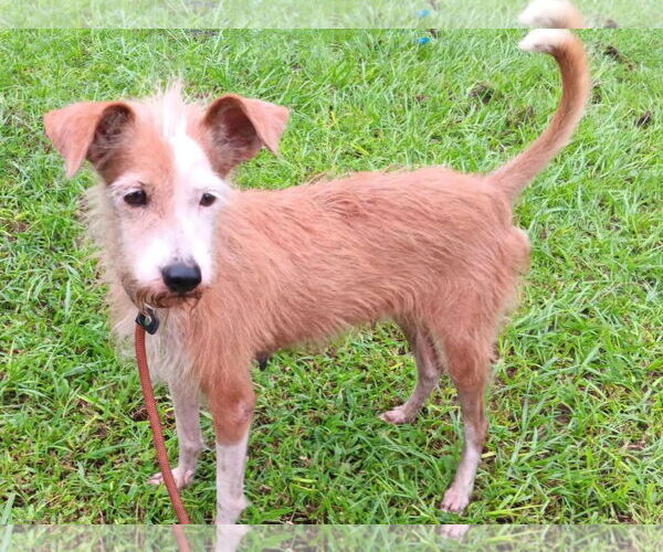 Medium Photo #1 Chihuahua-Unknown Mix Puppy For Sale in Virginia Beach, VA, USA