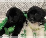 Small Photo #9 Newfoundland Puppy For Sale in TREMONTON, UT, USA
