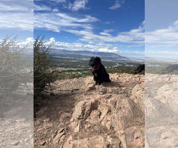 Medium Photo #12 American Pit Bull Terrier-Australian Shepherd Mix Puppy For Sale in Sandy, UT, USA
