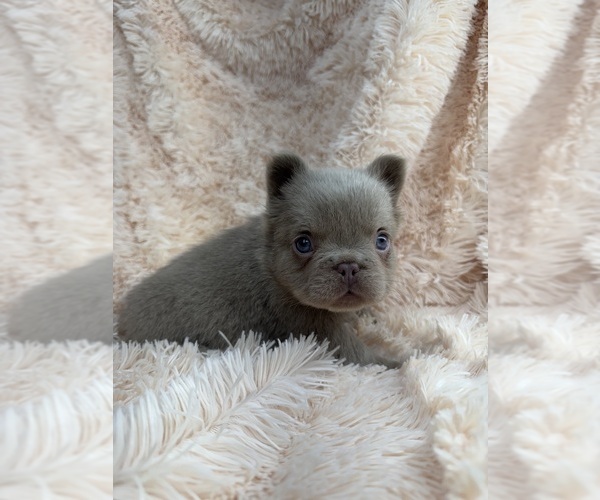 Medium Photo #3 French Bulldog Puppy For Sale in SACRAMENTO, CA, USA