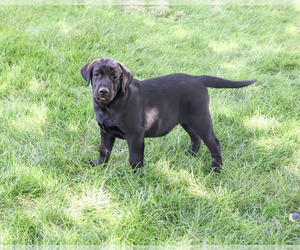 Labrador Retriever Puppy for Sale in SYRACUSE, Indiana USA