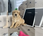 Puppy 6 Golden Retriever